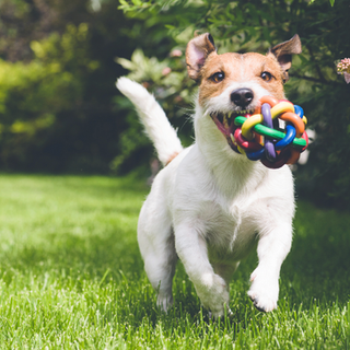 Dog running with toy in mouth