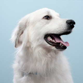 white dog with mouth open