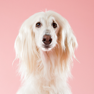 white dog with long hair