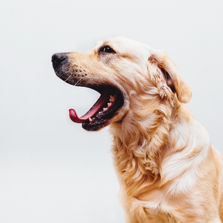 Dog yawning with tongue sticking out