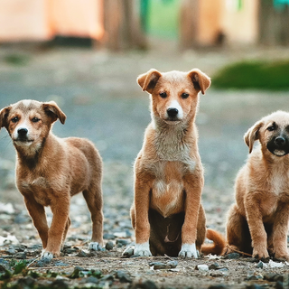 three very young puppies with tan fur