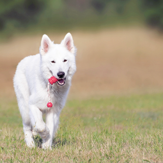 bright white dog with red ball in mouth