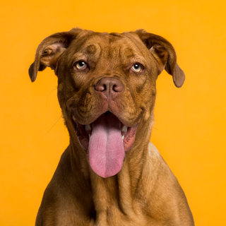 brown dog with mouth open looking into camera