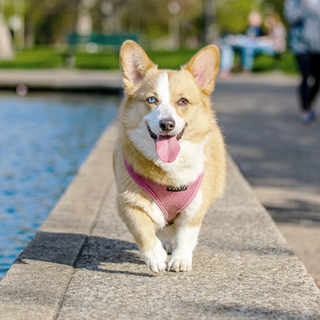 tiny white and tan dog trotting toward camera