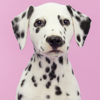 dalmation puppy looking into camera