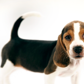 young daschund puppy