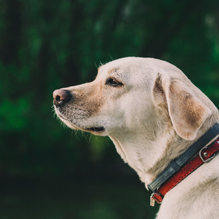 light brown dog looking to the side